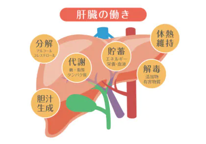 肝臓内科とは